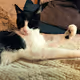 Victorious Cat