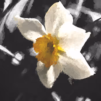 Fine Art Flowers (Editions) - JSZ