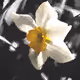 Fine Art Flowers (Editions) - JSZ