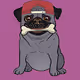Badass Pugs