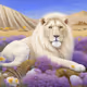Yeshua Hamashia the lion of Juda