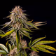 The Cannabis Fund