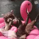 GREMLIN COLLABS