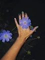 Flash Blooms