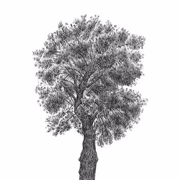 Pen Drawings by Jaewook Lee - old