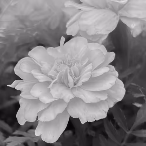 Marigold On Manifold