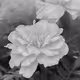 Marigold On Manifold
