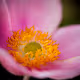 The Beauty of Anemone