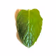 The Free Mint