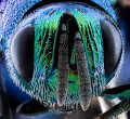 the NFBees collection