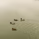 Misty River