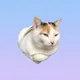 Peaches the Calico Cat
