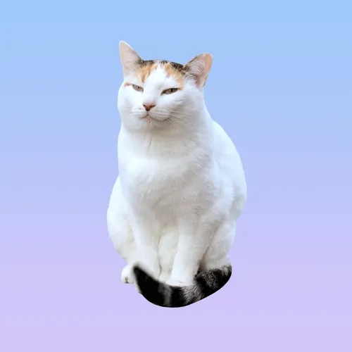 Peaches the Calico Cat