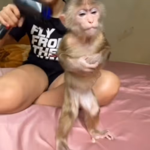 Monkeys