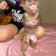 Monkeys