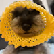 Schnauzer