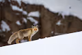 Wildlife of Himalaya