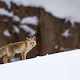 Wildlife of Himalaya