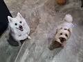 m&m doggos