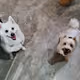 m&m doggos