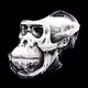 SURREAL APES+
