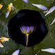 Arrangements in Nature - RIVER by Violet Bond