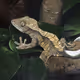Colorful painted animals