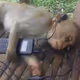 Monke