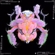 Jappari Bugs Digital Collection