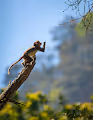 Wild-forest-India - old
