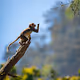 Wild-forest-India - old