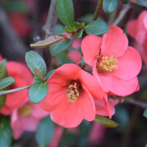 Spring & Flowers - old