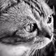 Light from cats - old