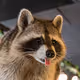 Two Crazy Raccoons