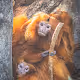 Animals by Alcmene