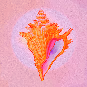 Crypto Coven: The Siren's Shell