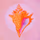 Crypto Coven: The Siren's Shell