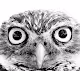 Rewild: Feathered Frens