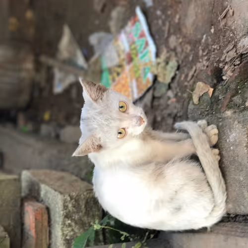 Test catz