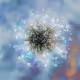 Magic dandelions
