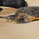 The Honu Collection