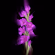 Gladiola