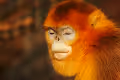 Walk on the Wild Side