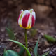 Tulip flowers