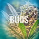 BUDS - limited edition 1/1