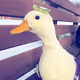 MrTurkey