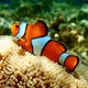 Pretty Anemonefish (Nemo, etc.)