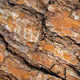 Nature Signatures