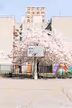Cherry Blossom Court Bloom