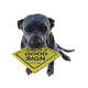 Laser Pitbull - old
